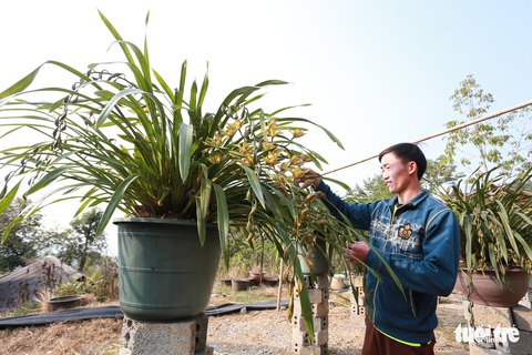 Trồng địa lan rừng bán tết, bản Mông thu về tiền tỉ - Ảnh 2. Trồng địa lan rừng bán tết, bản Mông thu về tiền tỉ - Ảnh 2.