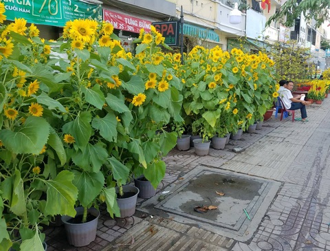 Hoa có ế thì thà cho chứ không bán rẻ mạt - Ảnh 2. Hoa có ế thì thà cho chứ không bán rẻ mạt - Ảnh 2.
