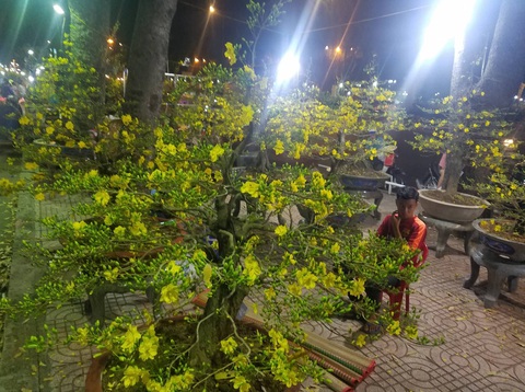 Cúc, quất... giá giảm hơn một nửa, dân Sài Gòn đổ xô đi mua - Ảnh 9. Cúc, quất... giá giảm hơn một nửa, dân Sài Gòn đổ xô đi mua - Ảnh 9.