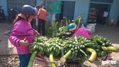 Chuối Tân Long - ‘thủ phủ chuối’ miền Trung lo vỡ trận - Ảnh 9. Chuối Tân Long - ‘thủ phủ chuối’ miền Trung lo vỡ trận - Ảnh 9.