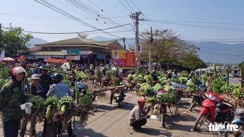 Chuối Tân Long - ‘thủ phủ chuối’ miền Trung lo vỡ trận - Ảnh 1. Chuối Tân Long - ‘thủ phủ chuối’ miền Trung lo vỡ trận - Ảnh 1.