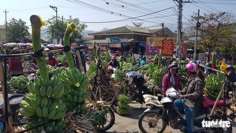 Chuối Tân Long - ‘thủ phủ chuối’ miền Trung lo vỡ trận - Ảnh 3. Chuối Tân Long - ‘thủ phủ chuối’ miền Trung lo vỡ trận - Ảnh 3.