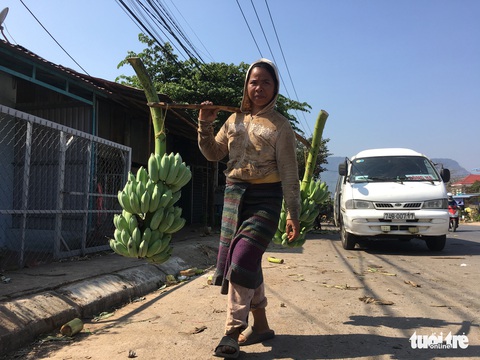 Chuối Tân Long - ‘thủ phủ chuối’ miền Trung lo vỡ trận - Ảnh 6. Chuối Tân Long - ‘thủ phủ chuối’ miền Trung lo vỡ trận - Ảnh 6.