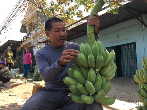 Chuối Tân Long - ‘thủ phủ chuối’ miền Trung lo vỡ trận - Ảnh 2. Chuối Tân Long - ‘thủ phủ chuối’ miền Trung lo vỡ trận - Ảnh 2.