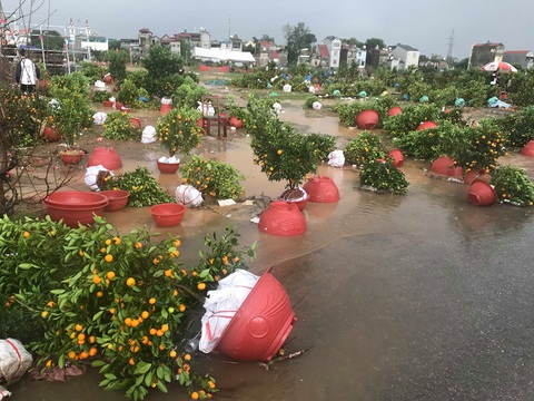 Quất cảnh đổ rạp, rụng như sung sau cơn mưa đá trưa 30 tết - Ảnh 3. Quất cảnh đổ rạp, rụng như sung sau cơn mưa đá trưa 30 tết - Ảnh 3.
