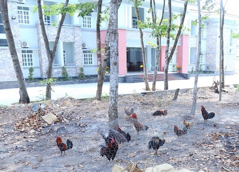 Đầu năm, hàng chục người bị công an “đột kích” trên trường gà - Ảnh 2. Đầu năm, hàng chục người bị công an “đột kích” trên trường gà - Ảnh 2.