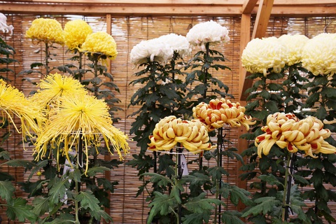 Ngẫm nghĩ thị trường hoa tết - Ảnh 2. Ngẫm nghĩ thị trường hoa tết - Ảnh 2.