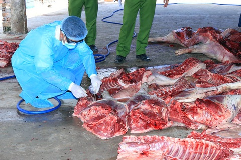 Bắt quả tang cơ sở thu mua heo chết về xẻ thịt bán ra thị trường - Ảnh 1. Bắt quả tang cơ sở thu mua heo chết về xẻ thịt bán ra thị trường - Ảnh 1.
