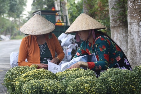 Cúc mâm xôi Sa Đéc ‘háo hức’ ra chợ Tết - Ảnh 2. Cúc mâm xôi Sa Đéc ‘háo hức’ ra chợ Tết - Ảnh 2.