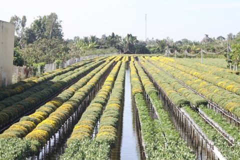 Cúc mâm xôi Sa Đéc ‘háo hức’ ra chợ Tết - Ảnh 4. Cúc mâm xôi Sa Đéc ‘háo hức’ ra chợ Tết - Ảnh 4.