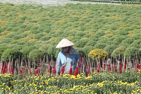 Cúc mâm xôi Sa Đéc ‘háo hức’ ra chợ Tết - Ảnh 6. Cúc mâm xôi Sa Đéc ‘háo hức’ ra chợ Tết - Ảnh 6.