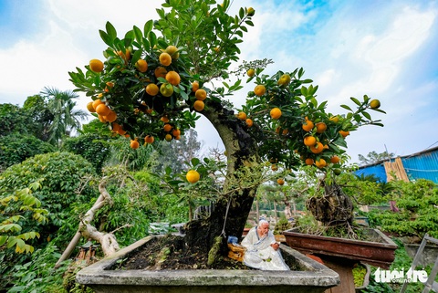 Quất thăng tiến độc lạ giá vài chục triệu hút khách chơi Tết Hà Nội - Ảnh 1. Quất thăng tiến độc lạ giá vài chục triệu hút khách chơi Tết Hà Nội - Ảnh 1.