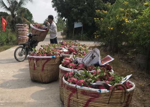 Virus corona khiến thanh long miền Tây từ 37.000/kg rớt giá còn 5.000 đồng - Ảnh 1. Virus corona khiến thanh long miền Tây từ 37.000/kg rớt giá còn 5.000 đồng - Ảnh 1.