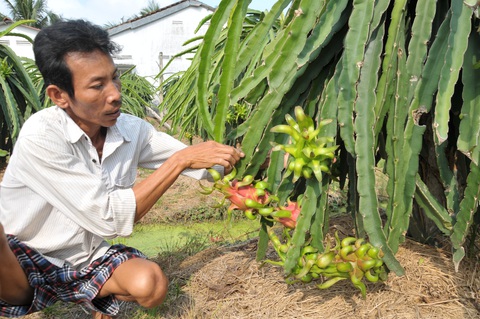 Virus corona khiến thanh long miền Tây từ 37.000/kg rớt giá còn 5.000 đồng - Ảnh 2. Virus corona khiến thanh long miền Tây từ 37.000/kg rớt giá còn 5.000 đồng - Ảnh 2.