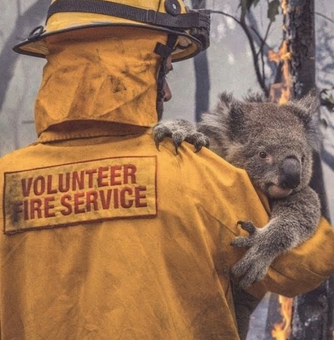 Thương đôi mắt koala buồn xa xăm trong cơn bão lửa nước Úc - Ảnh 1. Thương đôi mắt koala buồn xa xăm trong cơn bão lửa nước Úc - Ảnh 1.