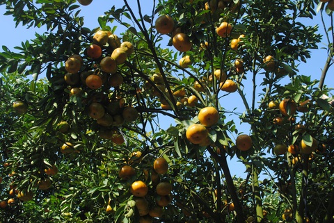 Giá quýt hồng Lai Vung lên cao kỷ lục - Ảnh 2. Giá quýt hồng Lai Vung lên cao kỷ lục - Ảnh 2.