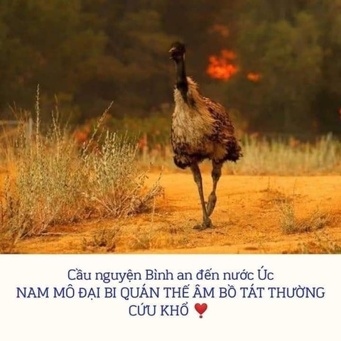 Thế giới cầu nguyện cho nước Úc vượt qua trận cháy rừng thảm khốc - Ảnh 6. Thế giới cầu nguyện cho nước Úc vượt qua trận cháy rừng thảm khốc - Ảnh 6.