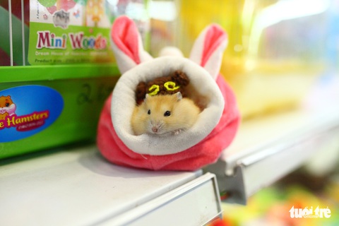 Trước Tết Canh Tý, thú cưng chuột hamster cháy hàng - Ảnh 3. Trước Tết Canh Tý, thú cưng chuột hamster cháy hàng - Ảnh 3.