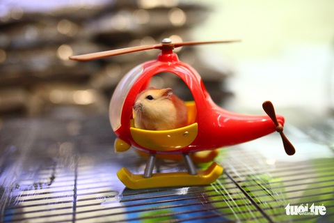 Trước Tết Canh Tý, thú cưng chuột hamster cháy hàng - Ảnh 1. Trước Tết Canh Tý, thú cưng chuột hamster cháy hàng - Ảnh 1.