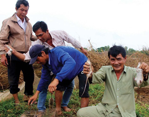 Thịt chuột món ruột miền Tây - Ảnh 2. Thịt chuột món ruột miền Tây - Ảnh 2.