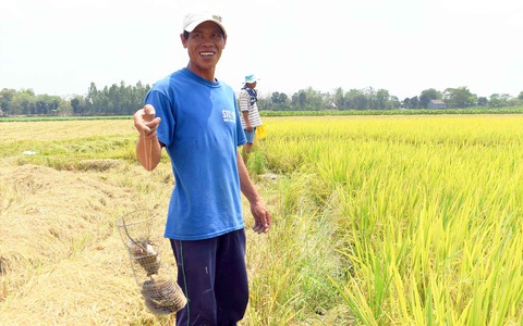 Thịt chuột món ruột miền Tây - Ảnh 3. Thịt chuột món ruột miền Tây - Ảnh 3.