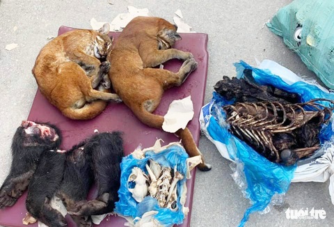 Chở gần 1 tấn pháo cùng động vật hoang dã về Việt Nam, một xe khách biển số Lào bị bắt - Ảnh 2. Chở gần 1 tấn pháo cùng động vật hoang dã về Việt Nam, một xe khách biển số Lào bị bắt - Ảnh 2.