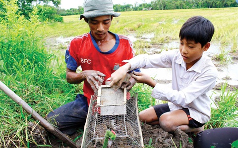 Thịt chuột món ruột miền Tây - Ảnh 1. Thịt chuột món ruột miền Tây - Ảnh 1.