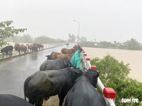 Nước sông Vu Gia đổ về cuồn cuộn, người dân trèo lên gác cao tránh lũ - Ảnh 6. Nước sông Vu Gia đổ về cuồn cuộn, người dân trèo lên gác cao tránh lũ - Ảnh 6.