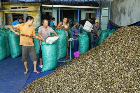 Nhộn nhịp mùa cau ở Tiên Phước, Quảng Nam - Ảnh 4. Nhộn nhịp mùa cau ở Tiên Phước, Quảng Nam - Ảnh 4.
