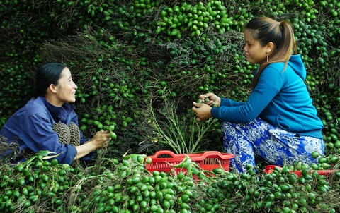 Nhộn nhịp mùa cau ở Tiên Phước, Quảng Nam - Ảnh 1. Nhộn nhịp mùa cau ở Tiên Phước, Quảng Nam - Ảnh 1.