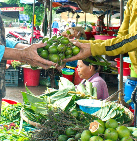 Nhộn nhịp mùa cau ở Tiên Phước, Quảng Nam - Ảnh 5. Nhộn nhịp mùa cau ở Tiên Phước, Quảng Nam - Ảnh 5.