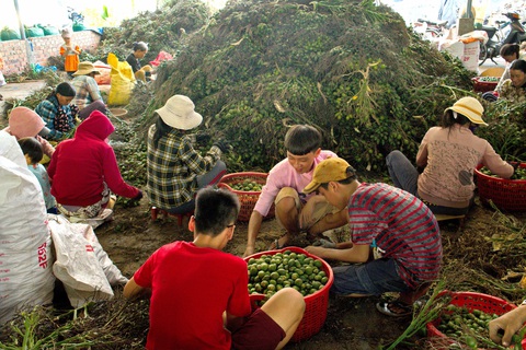 Nhộn nhịp mùa cau ở Tiên Phước, Quảng Nam - Ảnh 6. Nhộn nhịp mùa cau ở Tiên Phước, Quảng Nam - Ảnh 6.