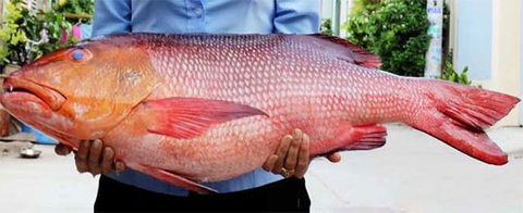 10 người nhập viện nghi ngộ độc do ăn cá hồng chuối - Ảnh 1. 10 người nhập viện nghi ngộ độc do ăn cá hồng chuối - Ảnh 1.