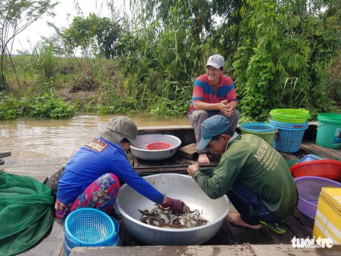 Lũ đầu nguồn ĐBSCL lên trở lại, mang theo nhiều cá tôm - Ảnh 6. Lũ đầu nguồn ĐBSCL lên trở lại, mang theo nhiều cá tôm - Ảnh 6.