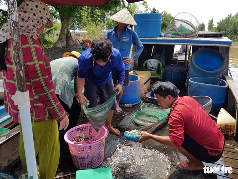 Lũ đầu nguồn ĐBSCL lên trở lại, mang theo nhiều cá tôm - Ảnh 8. Lũ đầu nguồn ĐBSCL lên trở lại, mang theo nhiều cá tôm - Ảnh 8.