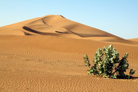 Kỳ lạ khi phát hiện có 1,8 tỉ cây xanh ở vùng đất chết Sahara - Ảnh 1. Kỳ lạ khi phát hiện có 1,8 tỉ cây xanh ở vùng đất chết Sahara - Ảnh 1.