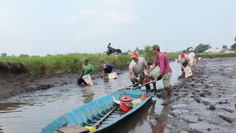 Bạc Liêu mở rộng mô hình con tôm ôm cây lúa ngon nhất thế giới - Ảnh 1. Bạc Liêu mở rộng mô hình con tôm ôm cây lúa ngon nhất thế giới - Ảnh 1.