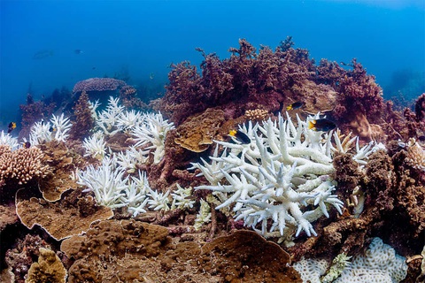 Rạn san hô Great Barrier có thể mất khả năng phục hồi - Ảnh 1. Rạn san hô Great Barrier có thể mất khả năng phục hồi - Ảnh 1.