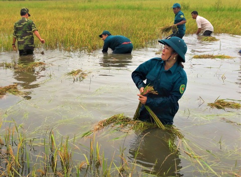 Bộ đội giúp dân thu hoạch lúa ngập úng ngoài đồng - Ảnh 1. Bộ đội giúp dân thu hoạch lúa ngập úng ngoài đồng - Ảnh 1.