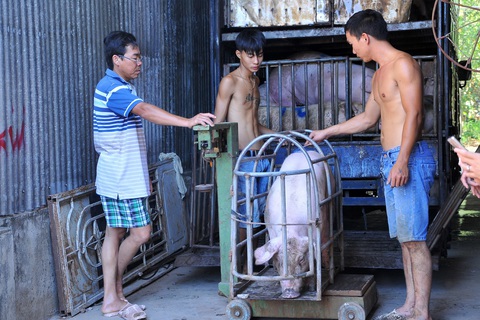 Bán tháo heo non để né dịch - Ảnh 1. Bán tháo heo non để né dịch - Ảnh 1.