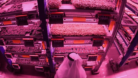 Dubai trồng rau, nuôi bò sữa, cá hồi giữa vùng sa mạc đầy nắng gió - Ảnh 1. Dubai trồng rau, nuôi bò sữa, cá hồi giữa vùng sa mạc đầy nắng gió - Ảnh 1.
