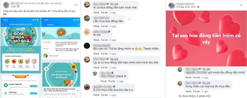 Hoa đồng tiền được săn lùng nhiều nhất mùa 20-10 - Ảnh 2. Hoa đồng tiền được săn lùng nhiều nhất mùa 20-10 - Ảnh 2.