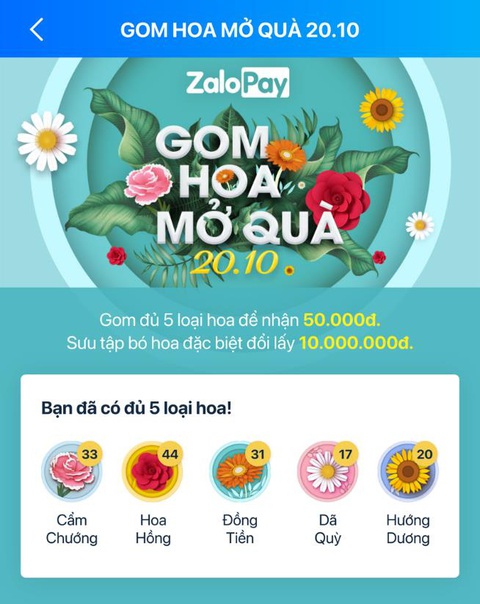 Hoa đồng tiền được săn lùng nhiều nhất mùa 20-10 - Ảnh 4. Hoa đồng tiền được săn lùng nhiều nhất mùa 20-10 - Ảnh 4.