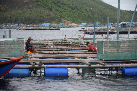 Hối hả chằng neo bè tránh bão vì cả ngàn tỉ đồng đang dưới nước - Ảnh 1. Hối hả chằng neo bè tránh bão vì cả ngàn tỉ đồng đang dưới nước - Ảnh 1.