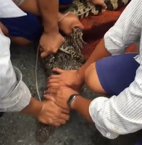 Cá sấu trại lớn nhất An Giang thoát cửa chính đi thăm... bến xe khách - Ảnh 3. Cá sấu trại lớn nhất An Giang thoát cửa chính đi thăm... bến xe khách - Ảnh 3.