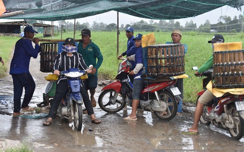 Giá cá tra tăng lại... đâm lo - Ảnh 1. Giá cá tra tăng lại... đâm lo - Ảnh 1.