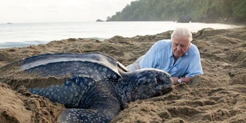 David Attenborough: A Life on Our Planet - Chăm lo cho thiên nhiên trước khi quá muộn - Ảnh 1. David Attenborough: A Life on Our Planet - Chăm lo cho thiên nhiên trước khi quá muộn - Ảnh 1.