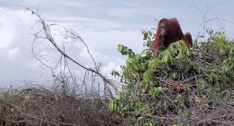 David Attenborough: A Life on Our Planet - Chăm lo cho thiên nhiên trước khi quá muộn - Ảnh 4. David Attenborough: A Life on Our Planet - Chăm lo cho thiên nhiên trước khi quá muộn - Ảnh 4.