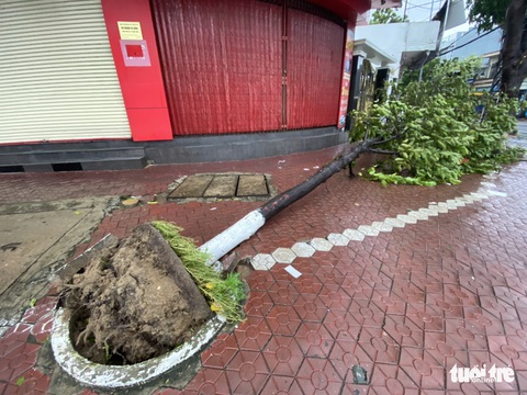 Bão vô Quảng Ngãi: Cổng chào bằng thép, cây xanh ngã đổ - Ảnh 11. Bão vô Quảng Ngãi: Cổng chào bằng thép, cây xanh ngã đổ - Ảnh 11.