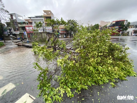 Bão vô Quảng Ngãi: Cổng chào bằng thép, cây xanh ngã đổ - Ảnh 10. Bão vô Quảng Ngãi: Cổng chào bằng thép, cây xanh ngã đổ - Ảnh 10.
